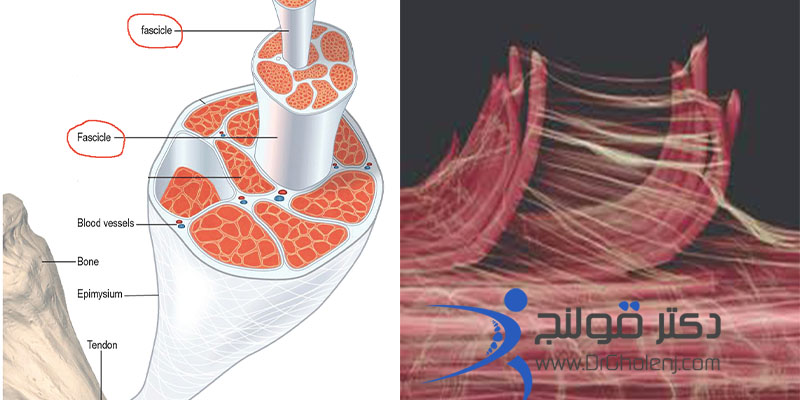 بهترین فیزیوتراپی در اصفهان دکتر قولنج